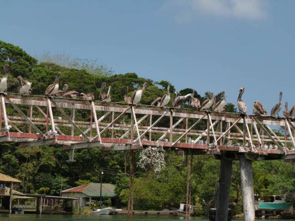 Centenas de pelicanos nos recebem no porto de Livingston, no litoral da Guatemala